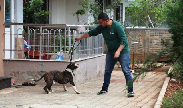 Apartmanda 4 saat 'pitbull esareti'