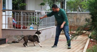 Apartmanda 4 saat 'pitbull esareti'