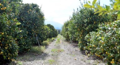 Arsuz'da limon dalında kaldı; perakendeciler hasat için seferberlik başlattı