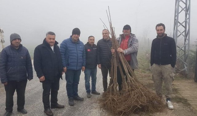 Atıl alanlar kestanelerle dolacak