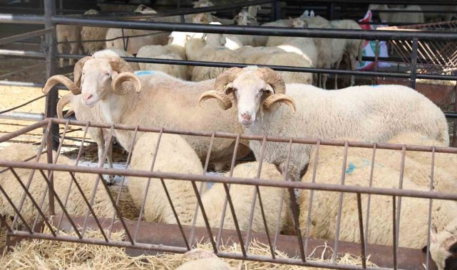 Aydın'da hayvan pazarları kapatıldı
