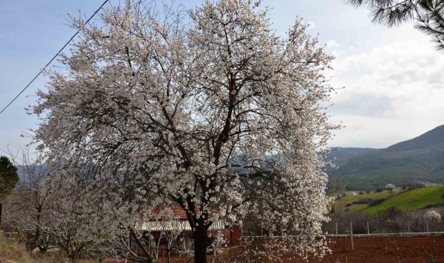 Balıkesir'de ağaçlar erken çiçek açtı