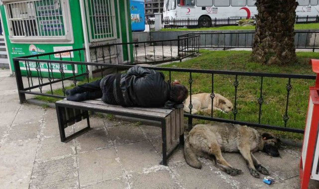 Bankta uyuyan 'Red Kit'i yanına yatan sokak köpekleri korudu
