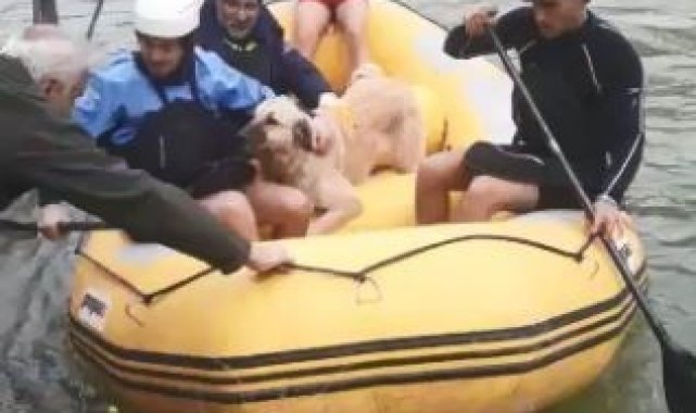 Baraj sularının her yeri kapladığı ilçede mahsur kalan sokak hayvanları bot yardımıyla kurtarıldı
