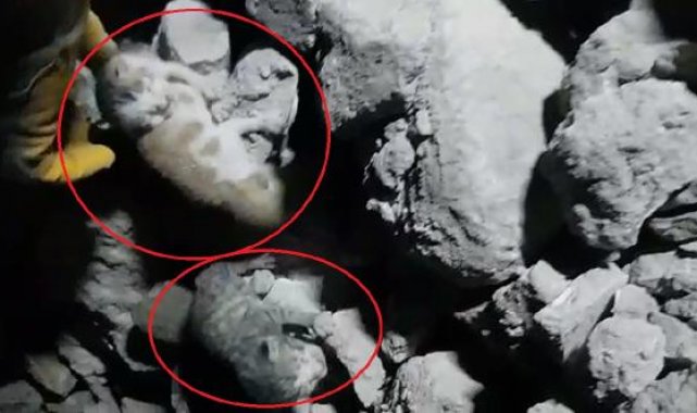 Binanın enkazında doğum yapan kedinin yavruları sağ çıkarıldı