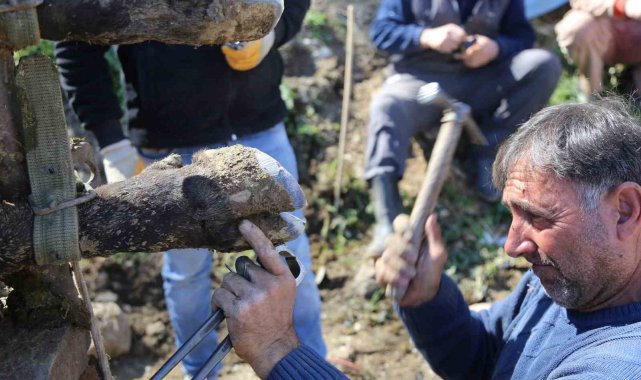 Boğalara güreş öncesi tırnak bakımı