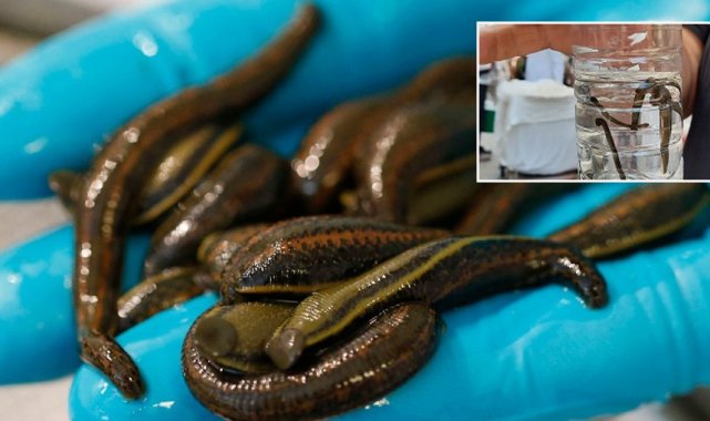 Bolu'da 15 Mart-31 Ağustos tarihleri arasında avcılık ve toplayıcılık yasaklandı
