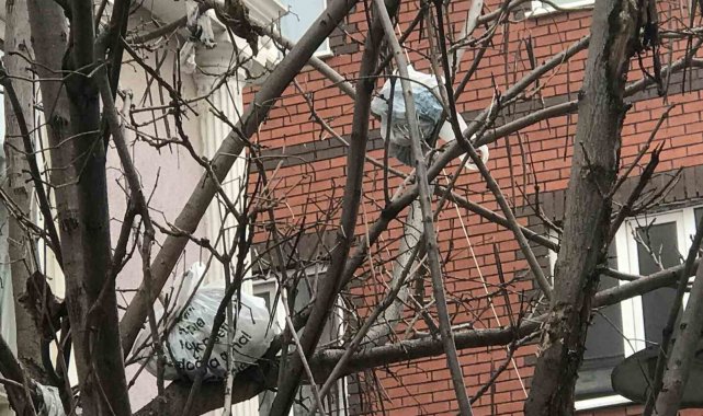 Bu ağacın meyvesi çöp poşetleri