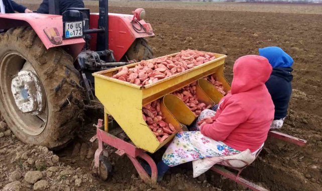 Bursa'da 'sarı altın' ekimi başladı