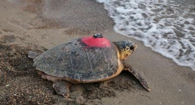 Caretta caretta 'Tuba'yı 8 milyon kişi izledi