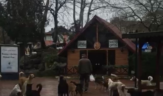 Çaycuma'da sürü halinde gezen sokak köpekleri korkutuyor