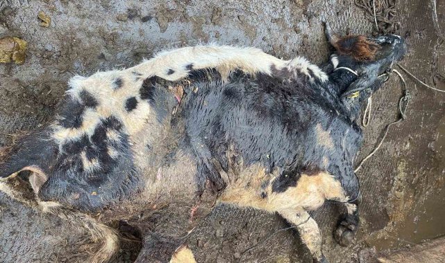 Çine'de itlaf edilen hayvan enfeksiyon kapmış