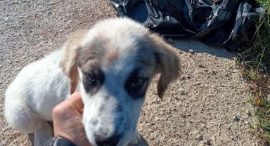 Çöp poşetine konulup ölüme terk edilen yavru köpek kurtarıldı
