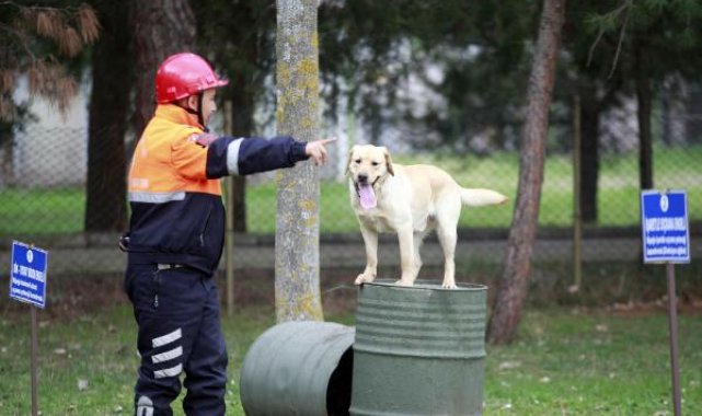Depremde 78 kişiyi kurtaran köpeklerin branşlarını, askeri heyet belirliyor