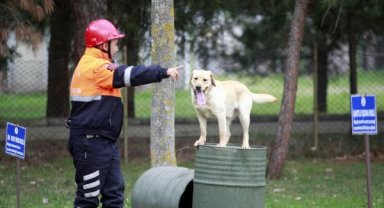 Depremde 78 kişiyi kurtaran köpeklerin branşlarını, askeri heyet belirliyor