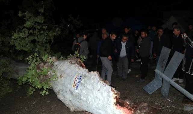 Depremde ayakta kalan 100 yıllık çınar ağacı, fırtınaya dayanamadı