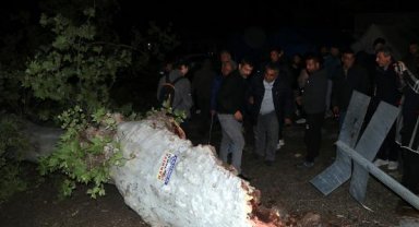 Depremde ayakta kalan 100 yıllık çınar ağacı, fırtınaya dayanamadı