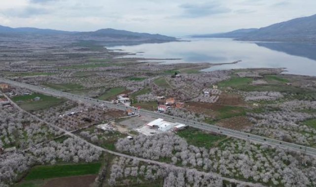 Depremin vurduğu Malatya'da, kayısı ağaçları çiçek açtı