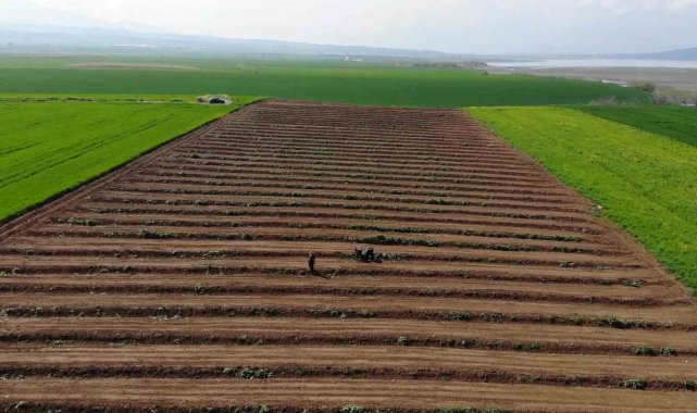 Depremzede çiftçiler üretmek için döndü, tarlalarında mesaiye başladı