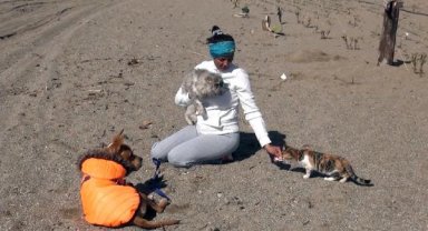 Depremzede kedi 'Anka'nın kader arkadaşı, afetzede köpek 'Deka'