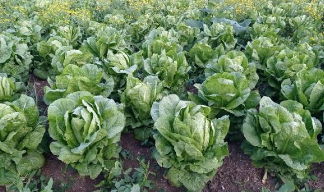 Depremzede üretici, ürünü için alıcı bekliyor