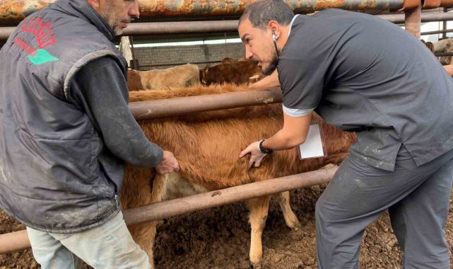 DEÜ'lü uzmanlardan deprem bölgesinde şap virüsü uyarıları