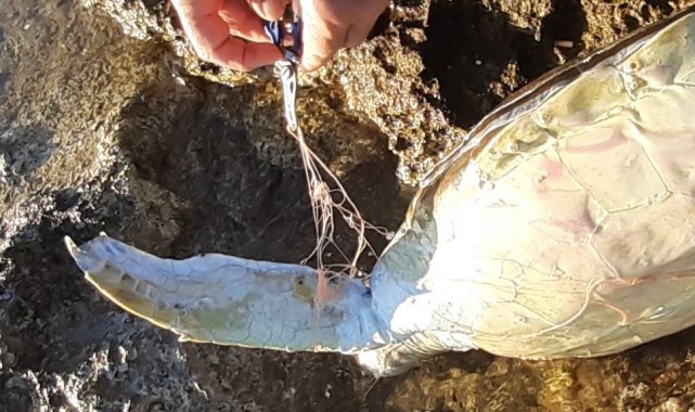 Didim'de caretta caretta cinsi deniz kaplumbağası ölü bulundu