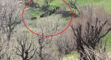 Diyarbakır'da tarlaya giren domuz sürüsü cep telefonu kamerasında