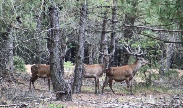 Dört şehirdeki kızıl geyik av ihalesi, mahkeme kararıyla iptal edildi