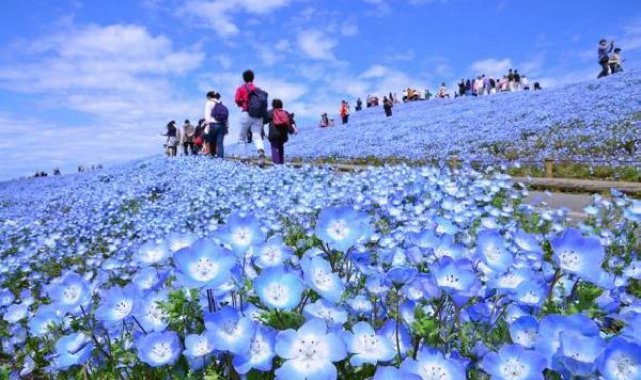 Dünyaca ünlü Japon parkında milyonlarca mavi özlem çiçeğinin açması bekleniyor