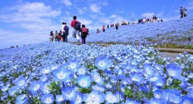 Dünyaca ünlü Japon parkında milyonlarca mavi özlem çiçeğinin açması bekleniyor