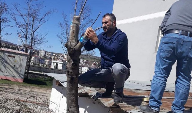 Duyarlı öğretmenden yabani meyve ağaçlarına aşı