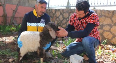 Enkazdan çıkarılan kuzu, tedavi sonrası sahibine teslim edildi