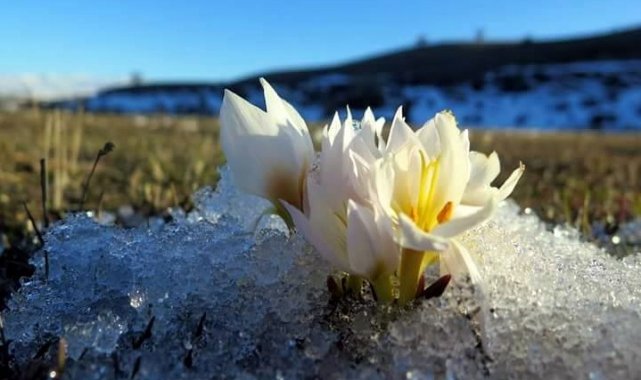 Erzincan'da baharın müjdecisi kardelenler çiçek açtı
