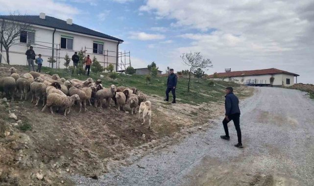 Eskişehir'de 33 küçükbaş hayvan dron desteğiyle bulundu