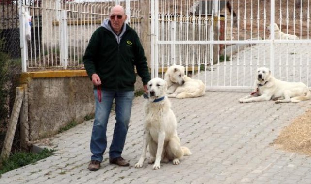 Eskişehir'in Akbaş cinsi çoban köpeklerine Belçikalı eğitmen
