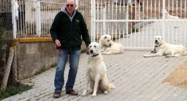 Eskişehir'in Akbaş cinsi çoban köpeklerine Belçikalı eğitmen