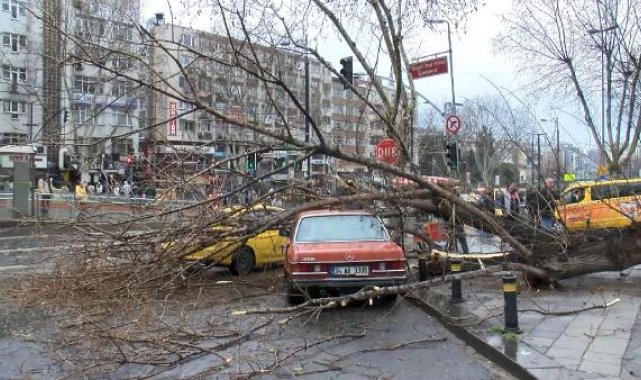 Fatih'te ağaç 2 aracın üzerine devrildi