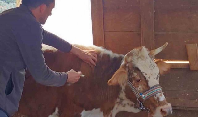 Gazipaşa'da şap aşısına başlandı