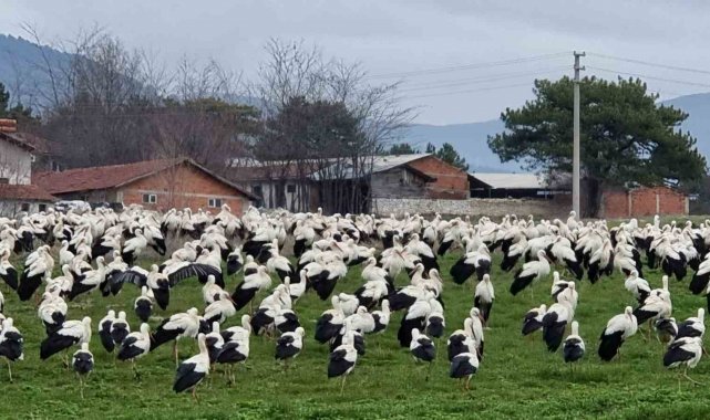 Göçmen leylekler Domaniç'te mola verdi