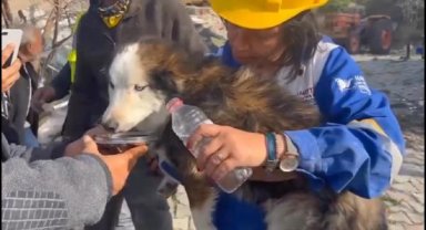 Hatay'da 23 gün sonra 'Aleks' adlı köpek, enkazdan kurtarıldı