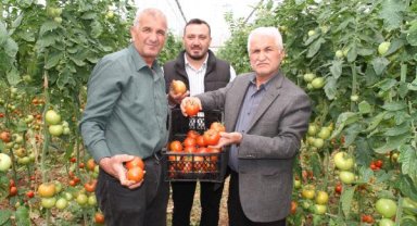 İhracatının açılması, domates üreticisini sevindirdi