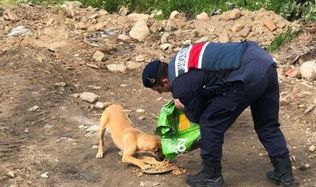 Jandarma sokak hayvanlarını unutmadı