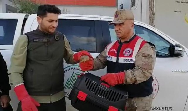 Jandarma, yolcu otobüsü bagajında 15 yavru sincap buldu