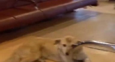Kadıköy-Beşiktaş vapuruna sokak köpeği bindi, seferi iptal eden kaptana yolculardan tepki 