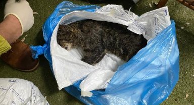 Kadıköy'de mahalleliyi ayağa kaldıran toplu kedi ölümleri