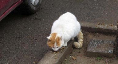 Kadıköy'de toplu kedi ölümleri hayvanseverler tarafından protesto edildi