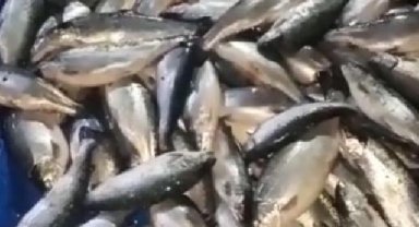 Kafes yırtıldı, sahil somonla doldu