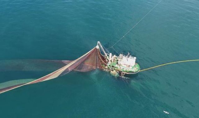 Karadeniz'de 'hamsi avı 1 yıl ertelensin' çağrısı