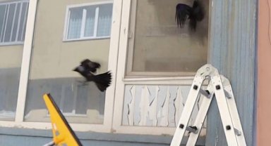 Kebapçının baca borusunda mahsur kalan kargaları kurtardılar